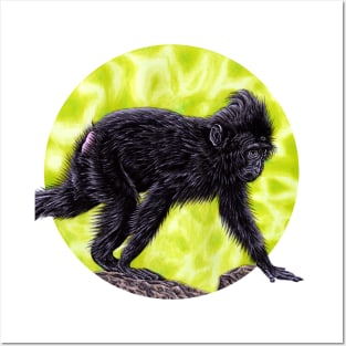 Baby Sulawesi crested macaque monkey Posters and Art